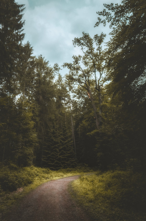 pixelcoder:Summer in the Woodlands - Germany - June...