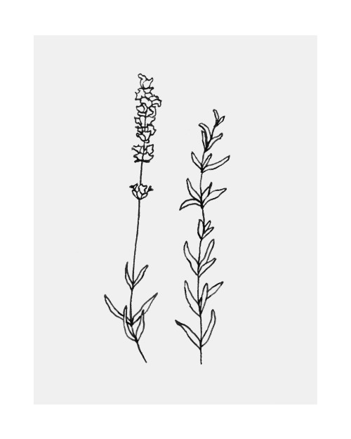sprig of lavender and rosemary.