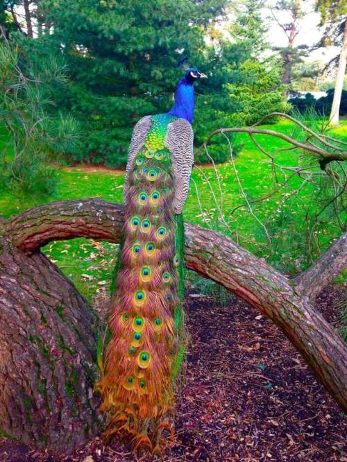 angel-kiyoss:Beauty of peacock ღღ