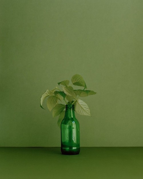 darksilenceinsuburbia:Botanical Portraits by Kate Friendyou...