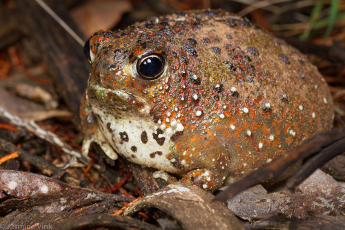 toadschooled:Crucifix toads [or Holy Cross frogs, Notaden...