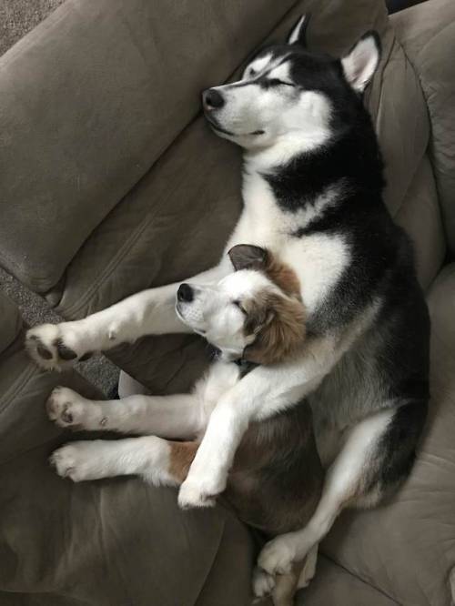 doggopupperforpres:She’s very protective of the new puppy