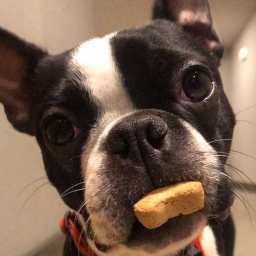 pugsandfrenchbulldogs