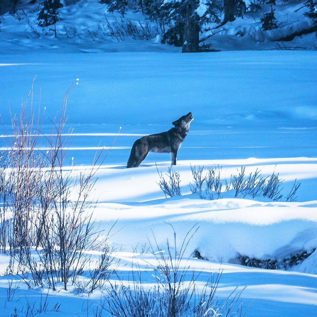 Keep It Wild — Like Elk, But Tougher - Hunting Wolves Wolves just...