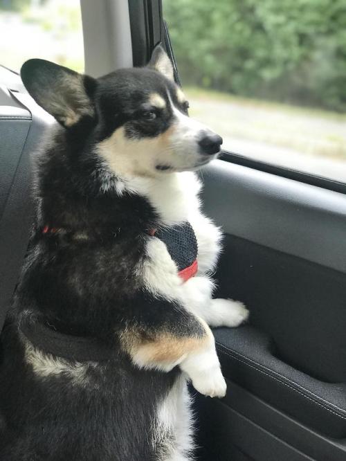 queenscorgi:A Corg disapproving of all he surveys at...