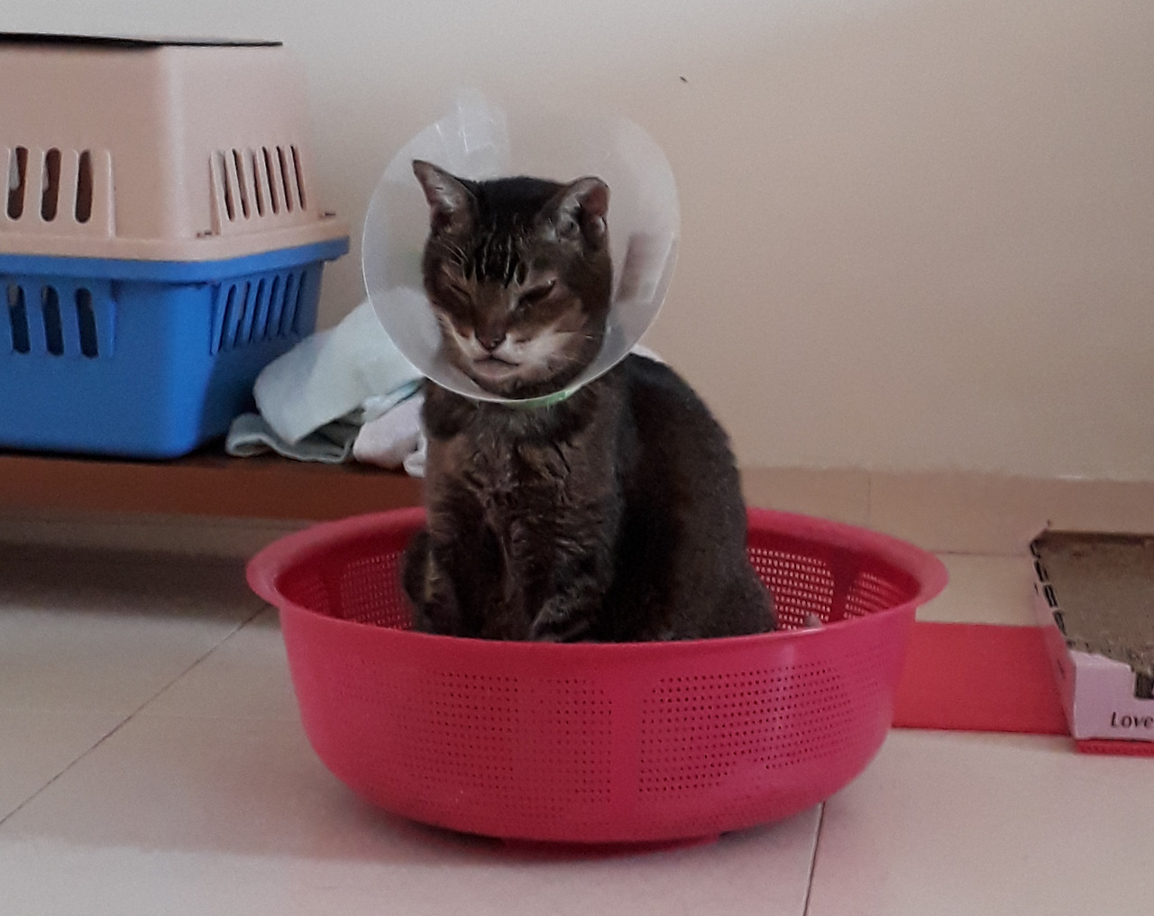 Untitled As A Stray Cat Feeder I Used To Feed MaoMi An Untitled As A Stray Cat Feeder I Used To Feed MaoMi An