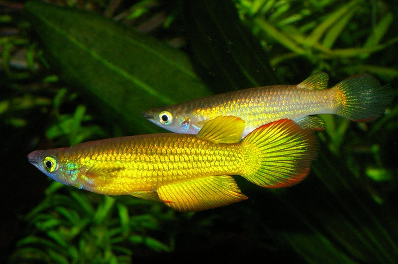 The Brackish Tank • Striped Panchax/Golden Wonder Killifish Genus:...