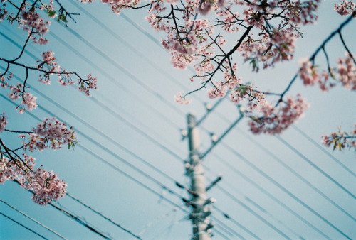 chickabiddy:Untitled (by Marc Liu/馬克/)