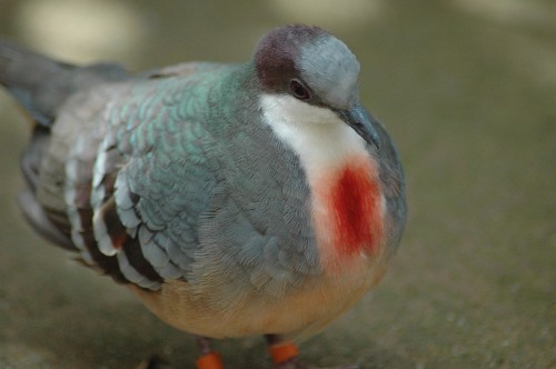 thalassarche:Luzon Bleeding Heart Dove (Gallicolumba luzonica) -...