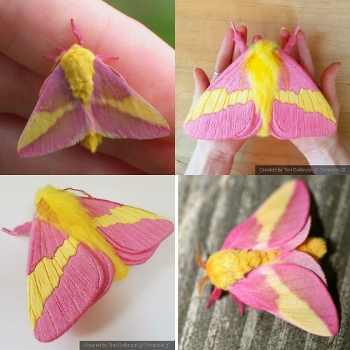 rosy maple moth on Tumblr