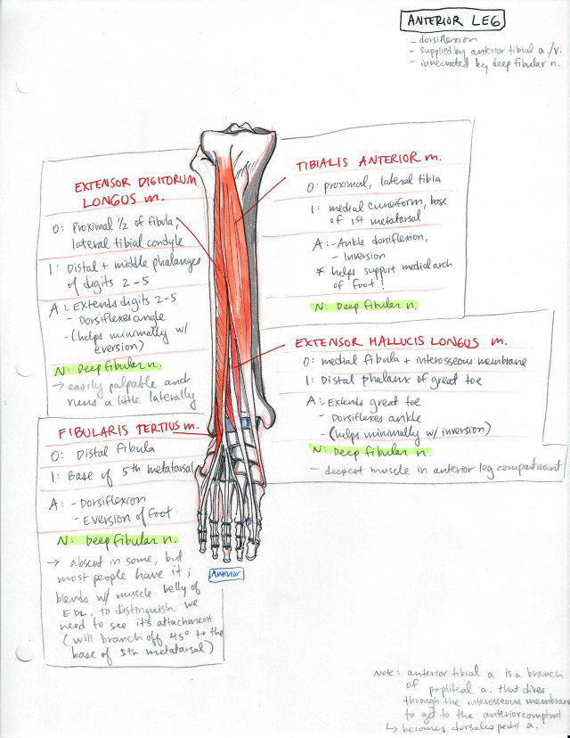 Lower Limb part 2 - ambitions like ribbons