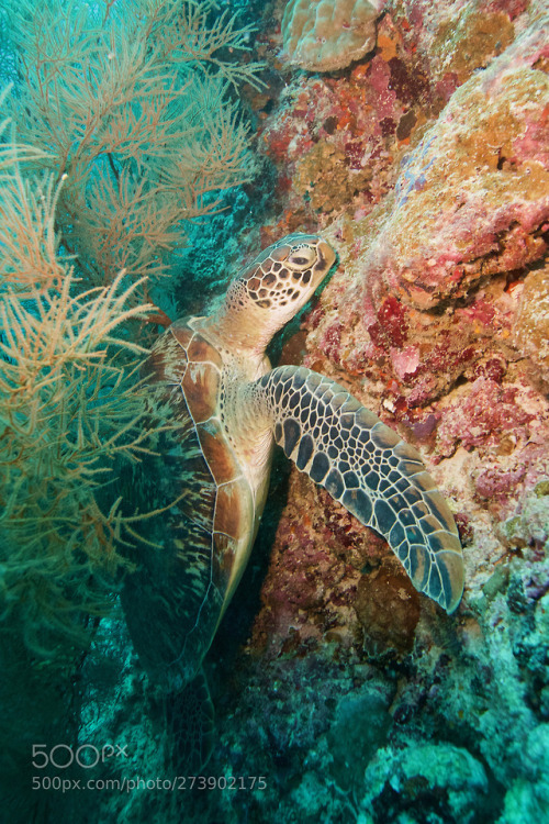 lifeunderthewaves:Turtle hidden on the reef by IlyaTrukhanov