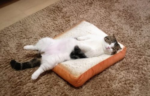 carudamon119:猫をダメにする食パンクッション。効果は抜群のようだ哈哈