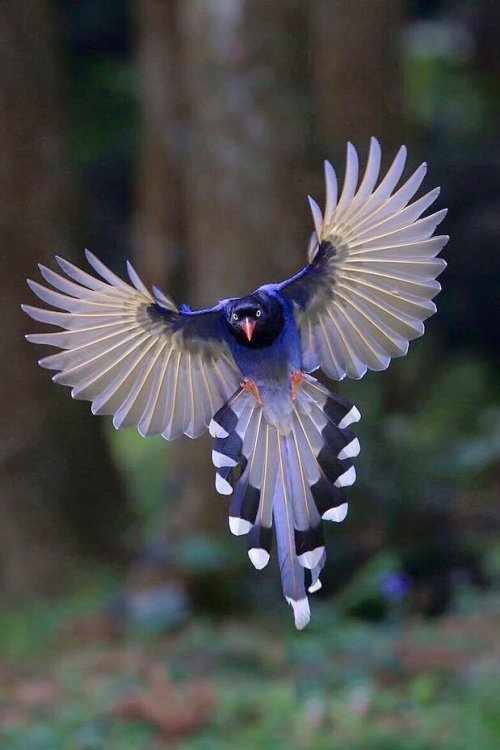 retrowar:Blue magpie