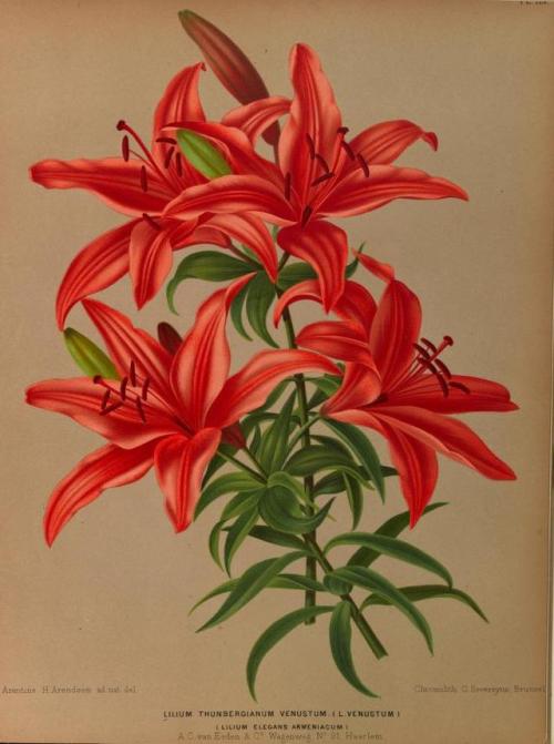 heaveninawildflower:Lilium.Illustrations taken from ‘Album van...