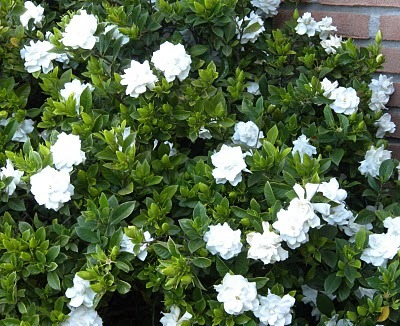 gardenia pianta gardenia pianta