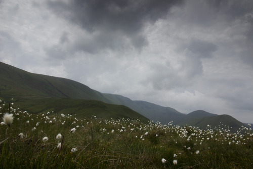 mrsbananabrain:Cotton Grass between Brownthwaite Crag and Gowk...