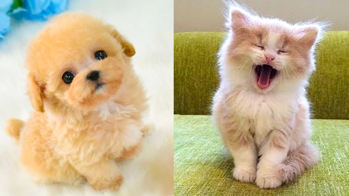 tubewowanimals