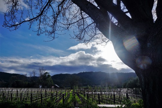 California Travel Tumblr - for many a visit to napa valley is !   a trip of a lifetime i feel fortunate that i can get in my car from my !   house and reach this very picturesque part