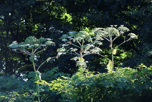 boschintegral-photo:Giant Hogweed (Heracleum Mantegazzianum)...