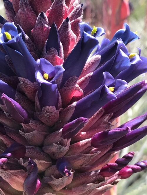 Some Chilean Puyas at the Huntington Desert Garden. San Marino,...