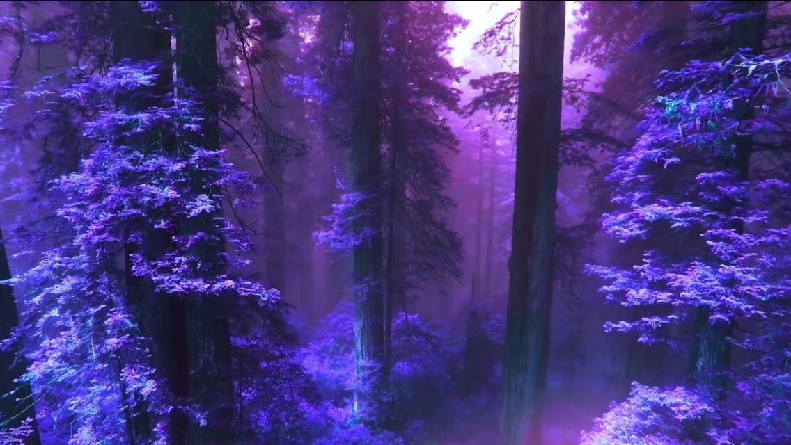 Purple hued forest covered in snow