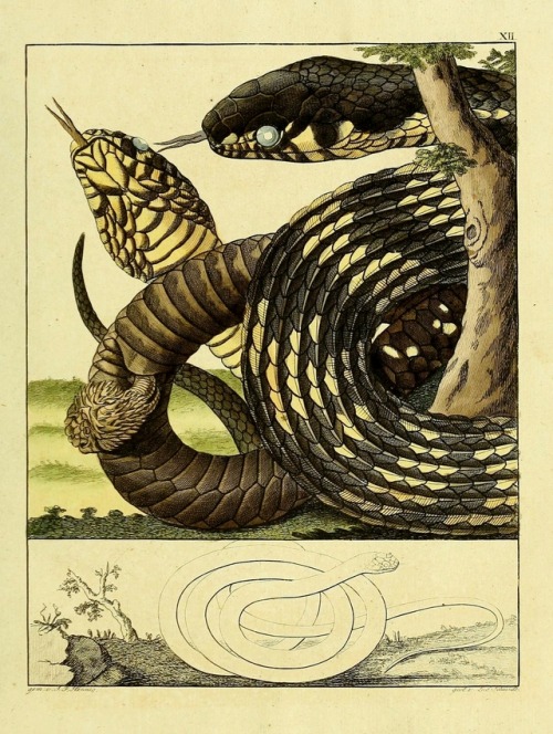 wapiti3:Contributions to the natural history of Reptiles.; By...