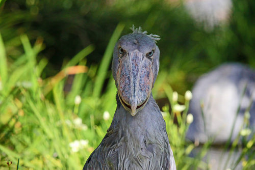 do shoebill storks kill their young
