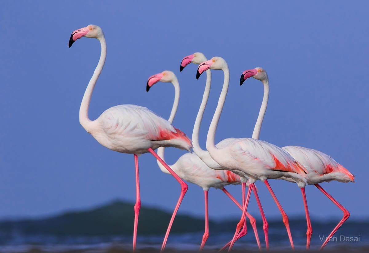 Фламинго интересная. Обыкновенный Фламинго. Карибский Фламинго. Эволюция Фламинго. Красный Карибский Фламинго.