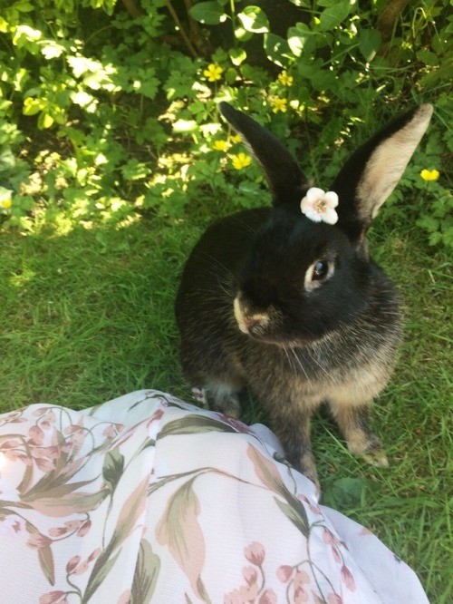 fairywingstea:enjoying this rare english sunshine with bonnie...