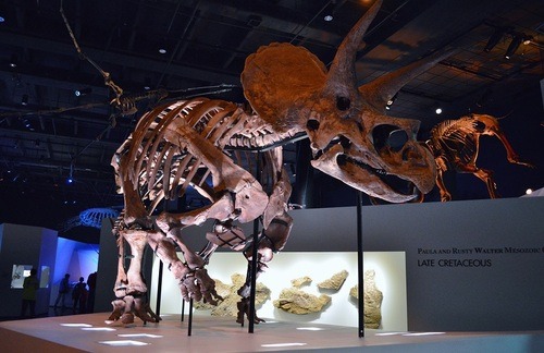 triceratops melbourne museum