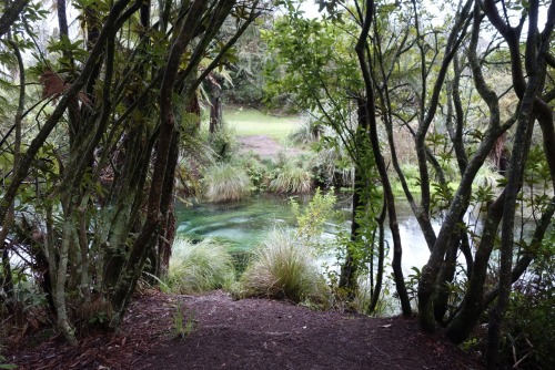 emmy-and-nz:hamurana springs