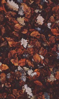  Aesthetic  Backround Aesthetic  Fall Wallpaper  Tumblr Best 