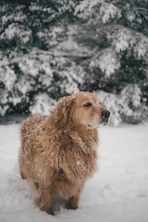 motivationsforlife:Enjoying the winter by Chris Degroot