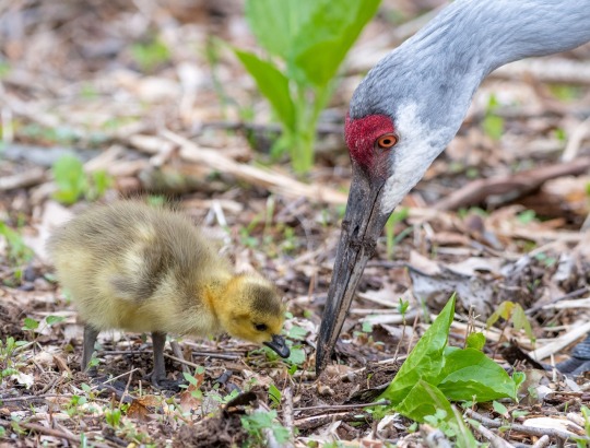 Sandhill Crane Family With Adopted Gosling Jocelyn >> Sandhill Crane Tumblr Sandhill Crane Family With Adopted Gosling Jocelyn >> Sandhill Crane Tumblr