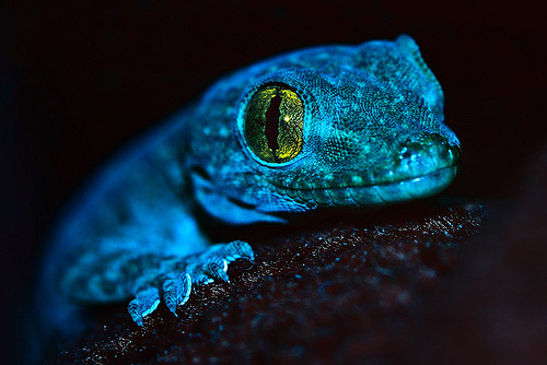 blue gecko on Tumblr