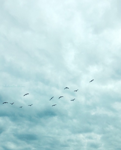 birds flying on Tumblr