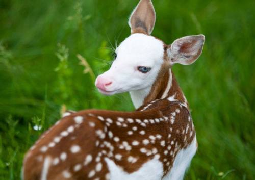 moreanimalia:Meet Dragon, a white-faced fawn who needed to...