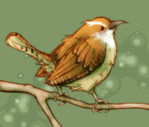 foggyfenmonster:BIRDTOBERDAY 1: Carolina Wren (Thryothorus...