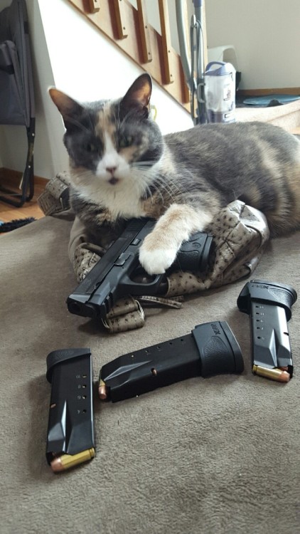 Cat gun читы