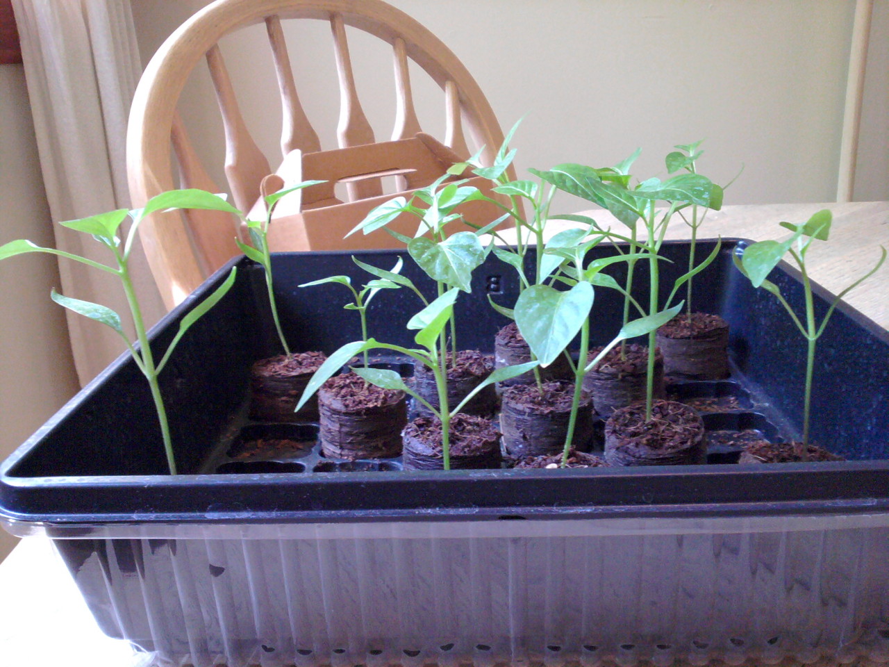 thirteen pepper sprouts photographed from the side, 6 June 2016