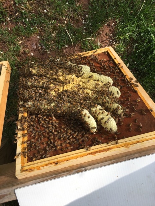 I was in my hive for the first time since the winter a couple of...