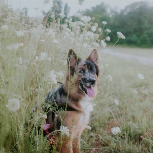 allcutedog
