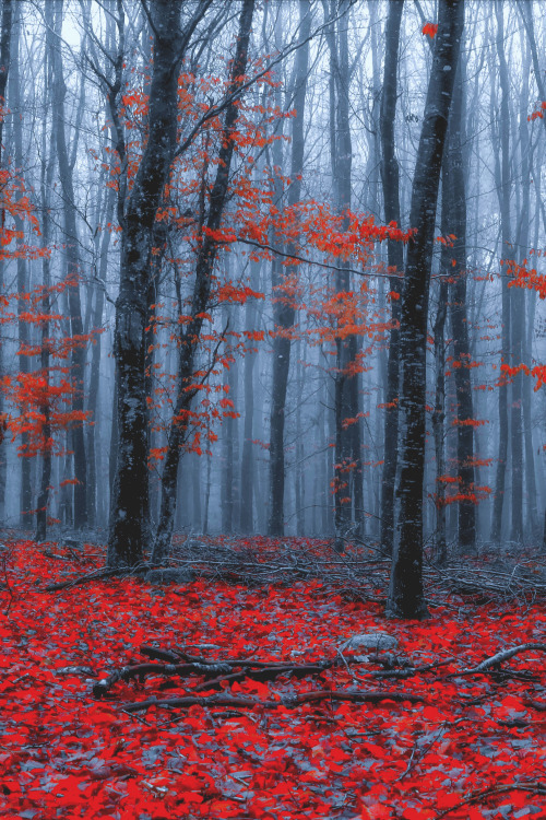 lsleofskye:red forest!