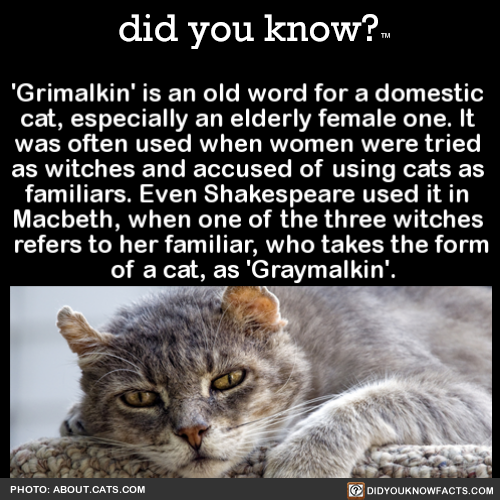 grimalkin-is-an-old-word-for-a-domestic-cat