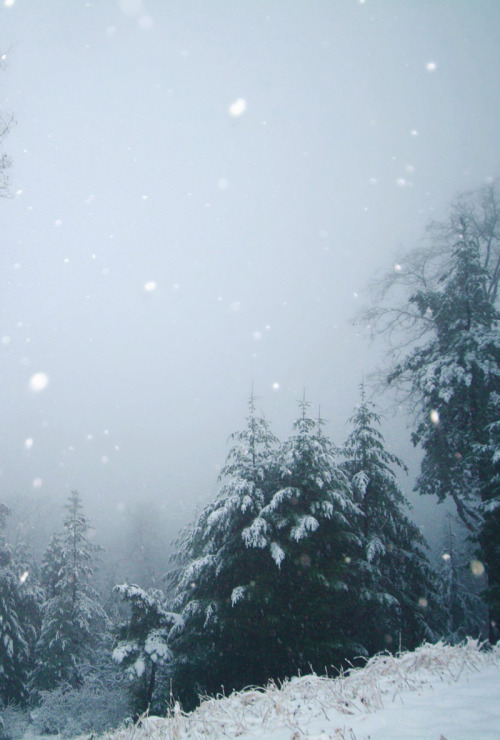 olivialaughs:snow and trees