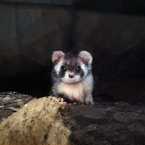 animalcrossingnewhorizons