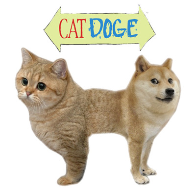 cat doge | Tumblr