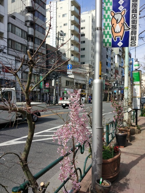 kvnai:Nishiwaseda, Shinjuku. Tokyo, Japan. ❀ Tokyo2018 / IG:...