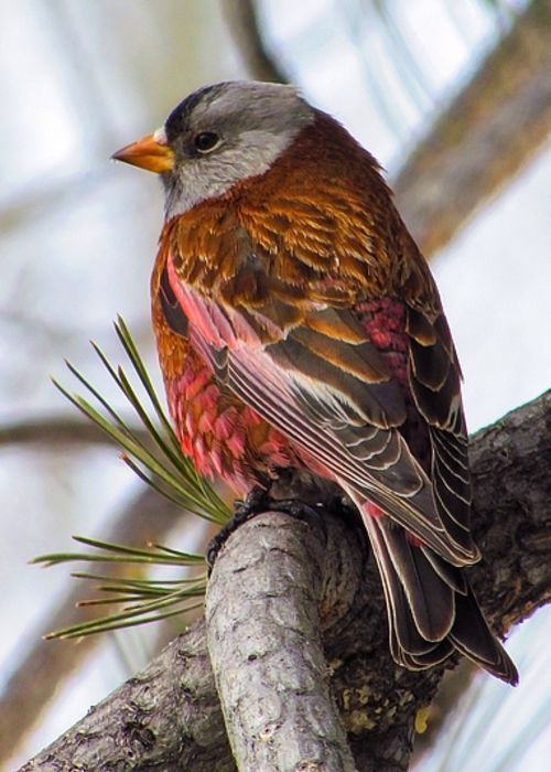 Let's Go Wild — Gray-crowned Rosy Finch